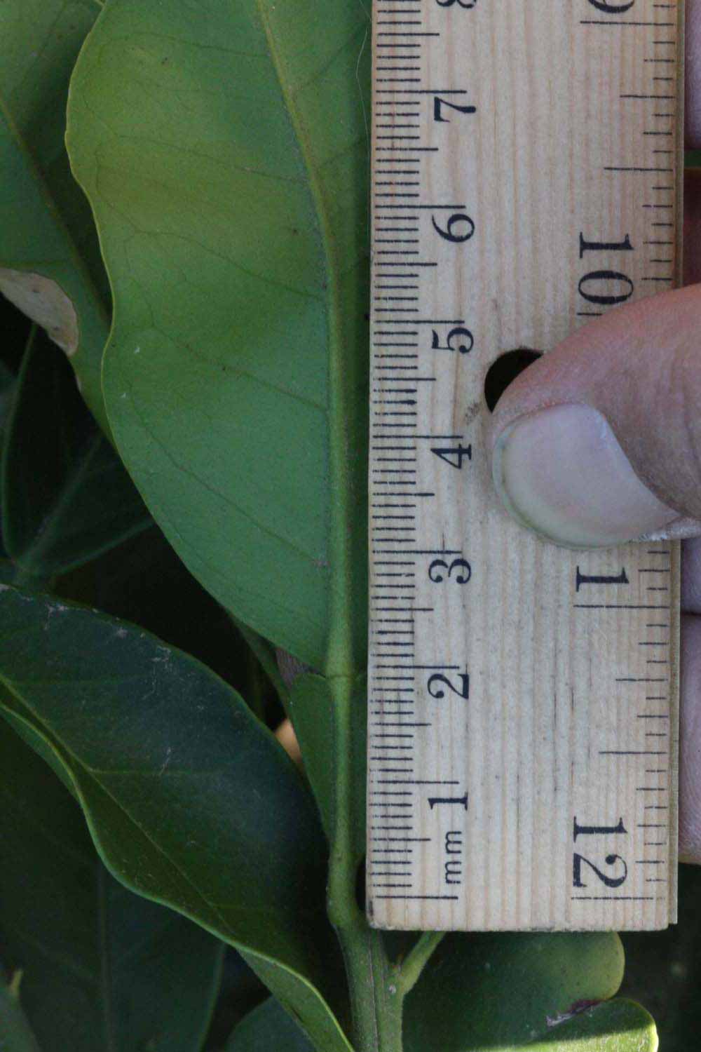              Unifoliolate leaf (Riverside, CA)       